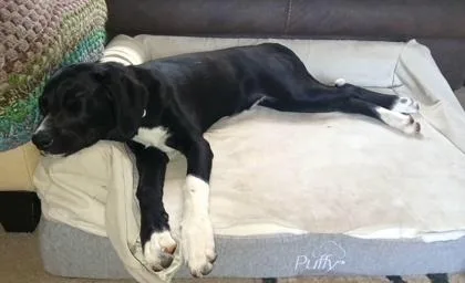 A baby medium-sized male Hound dog named Ralphie for adoption in Malvern, PA