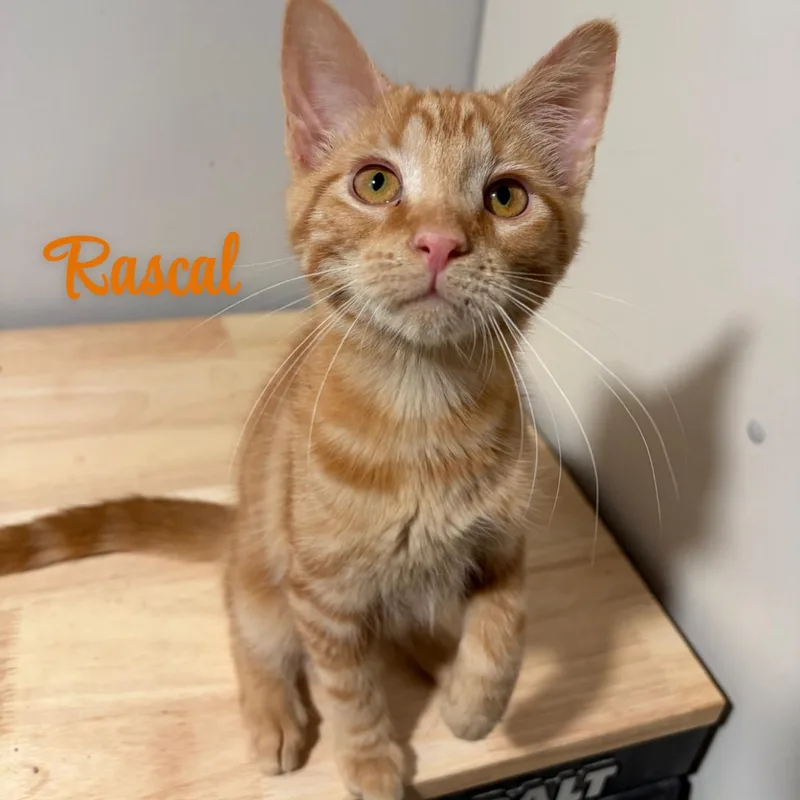 Rascal