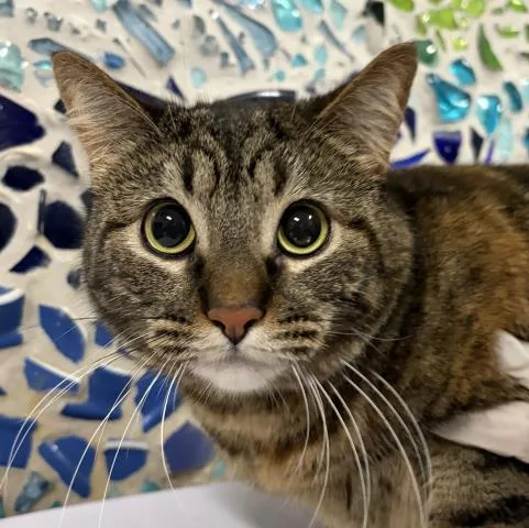 An adult large-sized female Domestic Short Hair cat named Baby Roo for adoption in Pensacola, FL