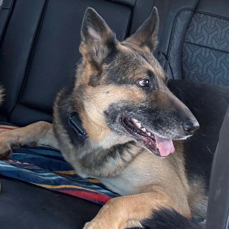 An adult large-sized female Black German Shepherd Dog dog named Nesta for adoption in Stephens City, VA