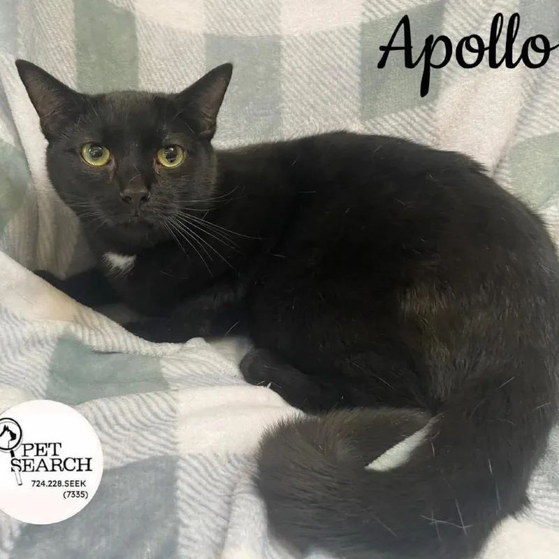 Apollo
