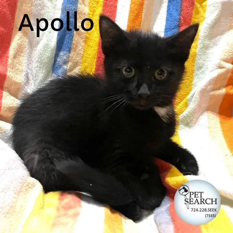 Apollo thumbnail 2