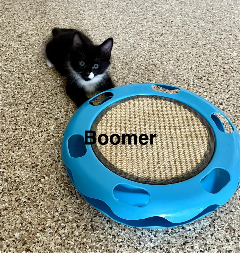 Boomer