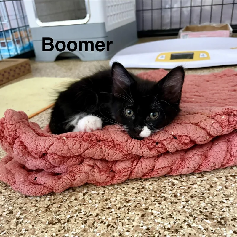 Boomer thumbnail 2