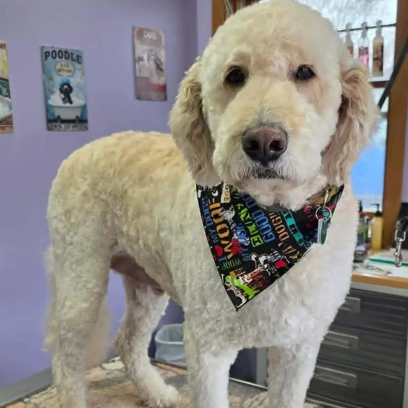 An adult large-sized male Yellow / Tan / Blond / Fawn Goldendoodle dog named Stanley for adoption in Dyer, IN