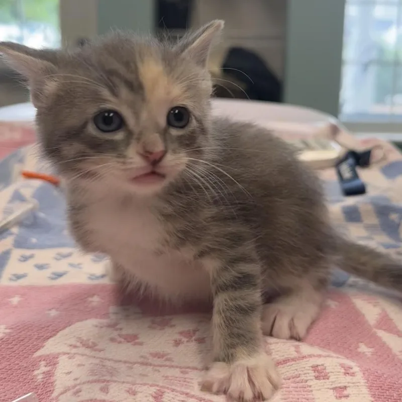 A baby small-sized female Calico Domestic Short Hair cat named Primrose for adoption in Saint Charles, MO