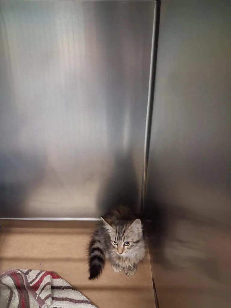 A young small-sized male Domestic Short Hair cat named Hoppy for adoption in Cartersville , GA