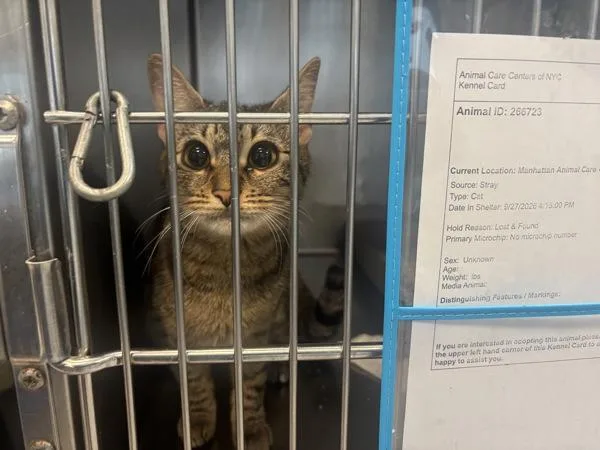 A young medium-sized female Domestic Short Hair cat named Lupita Doll for adoption in New York, NY