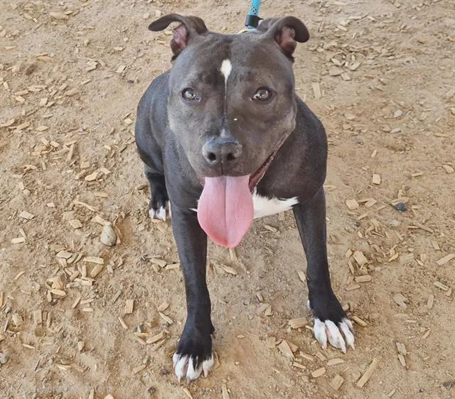 A young medium-sized female Pit Bull Terrier dog named Dobby for adoption in Albuquerque, NM