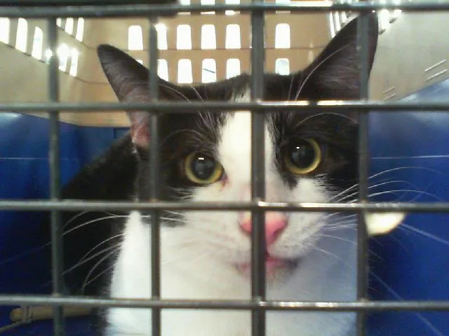 A young small-sized male Domestic Short Hair cat named Tony for adoption in Charlotte, NC