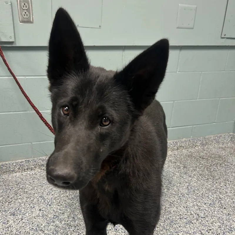 A young large-sized female Black Shepherd dog named Panther for adoption in Greenville, SC