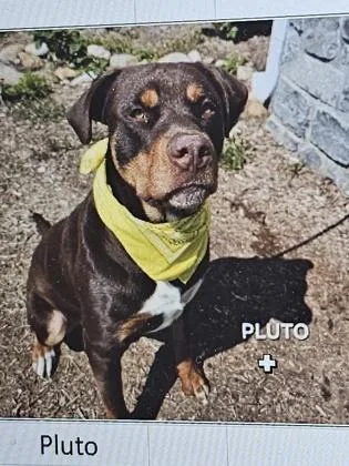 An adult large-sized male Mixed Breed dog named Pluto for adoption in Cincinnati, OH