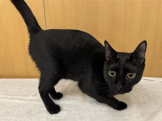 A young small-sized male Domestic Short Hair cat named Halloween for adoption in Saint Louis, MO