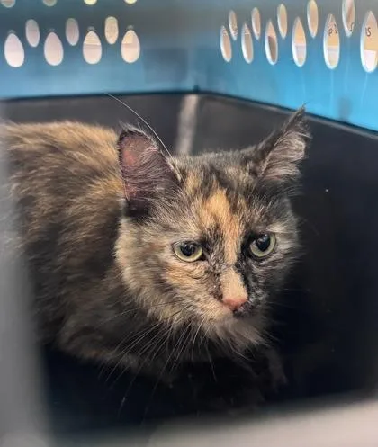 An adult medium-sized female Domestic Medium Hair cat named Dory for adoption in West Chester, PA