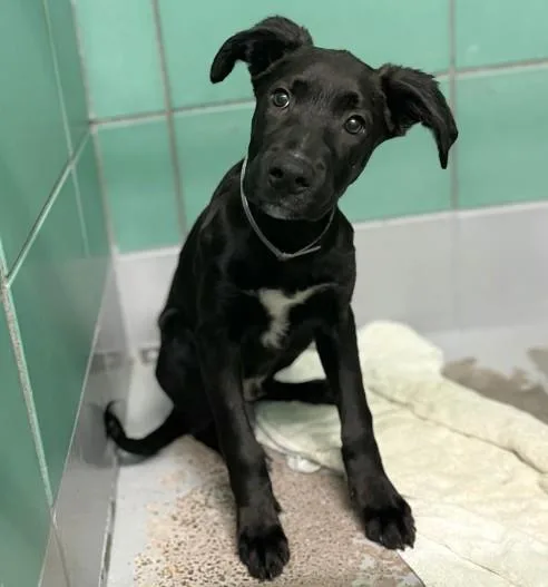 A baby small-sized male American Staffordshire Terrier dog named Freddie for adoption in Houston, TX