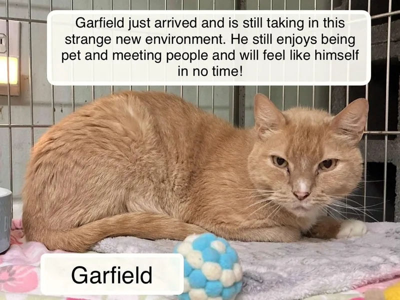 An adult medium-sized male Orange & White Domestic Short Hair cat named Garfield for adoption in Ellicott City, MD