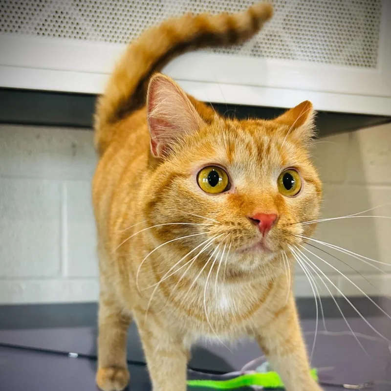 An adult medium-sized female Domestic Short Hair cat named Punkin Pie for adoption in Englewood, FL