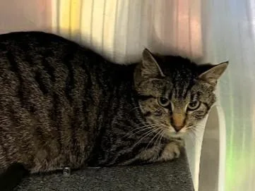 A young small-sized female Domestic Short Hair cat named Watermelon for adoption in Olathe, KS
