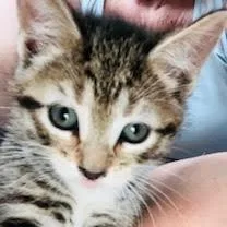 A baby small-sized male Brown / Chocolate Domestic Short Hair cat named Bobby for adoption in Marietta, GA