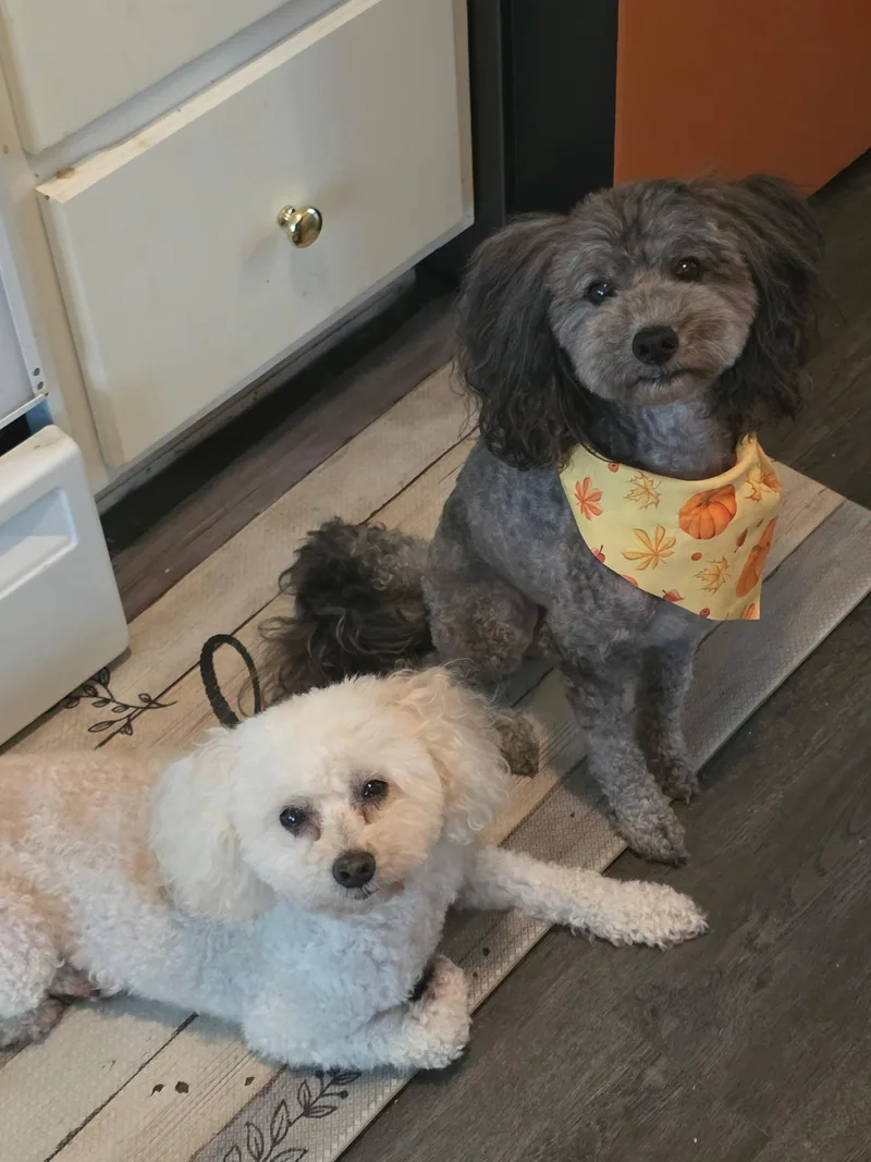 A senior small-sized male Maltipoo dog named Cooper & Riley for adoption in Jeffersonville, IN