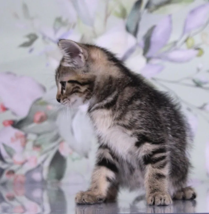 A baby medium-sized female Tabby (Tiger Striped) Domestic Short Hair cat named Pretzel for adoption in Tuscaloosa, AL