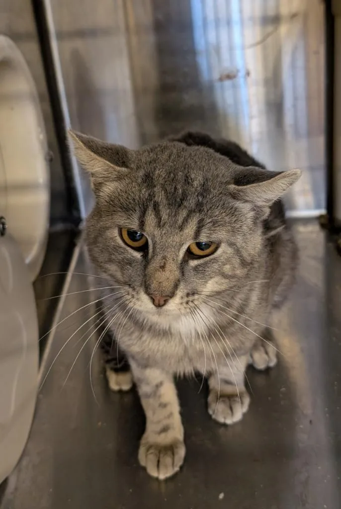 An adult large-sized male Domestic Short Hair cat named Koi for adoption in Havre, MT