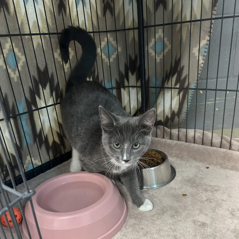 A baby medium-sized female Gray & White American Shorthair cat named Mouse for adoption in Gainesville, TX