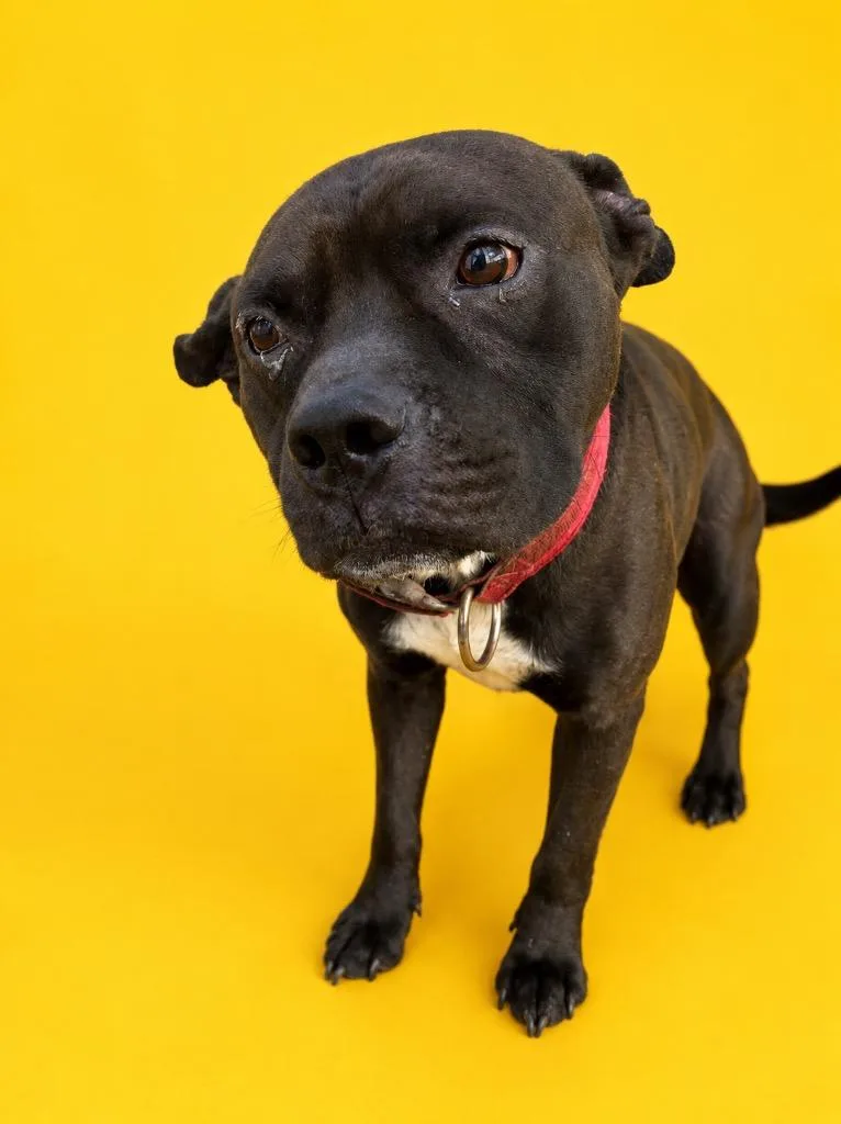 A young medium-sized male Pit Bull Terrier dog named Bono for adoption in Wauchula, FL
