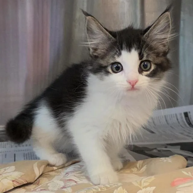 A baby medium-sized female Domestic Short Hair cat named A for adoption in Houston, TX
