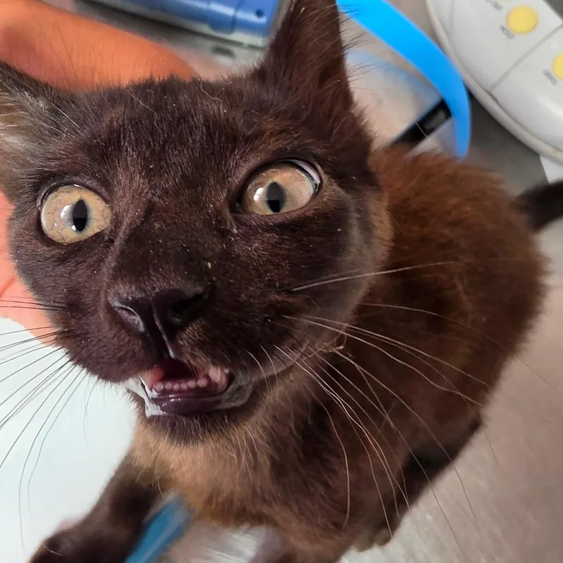 A baby small-sized male Black Domestic Short Hair cat named Long for adoption in Leander, TX