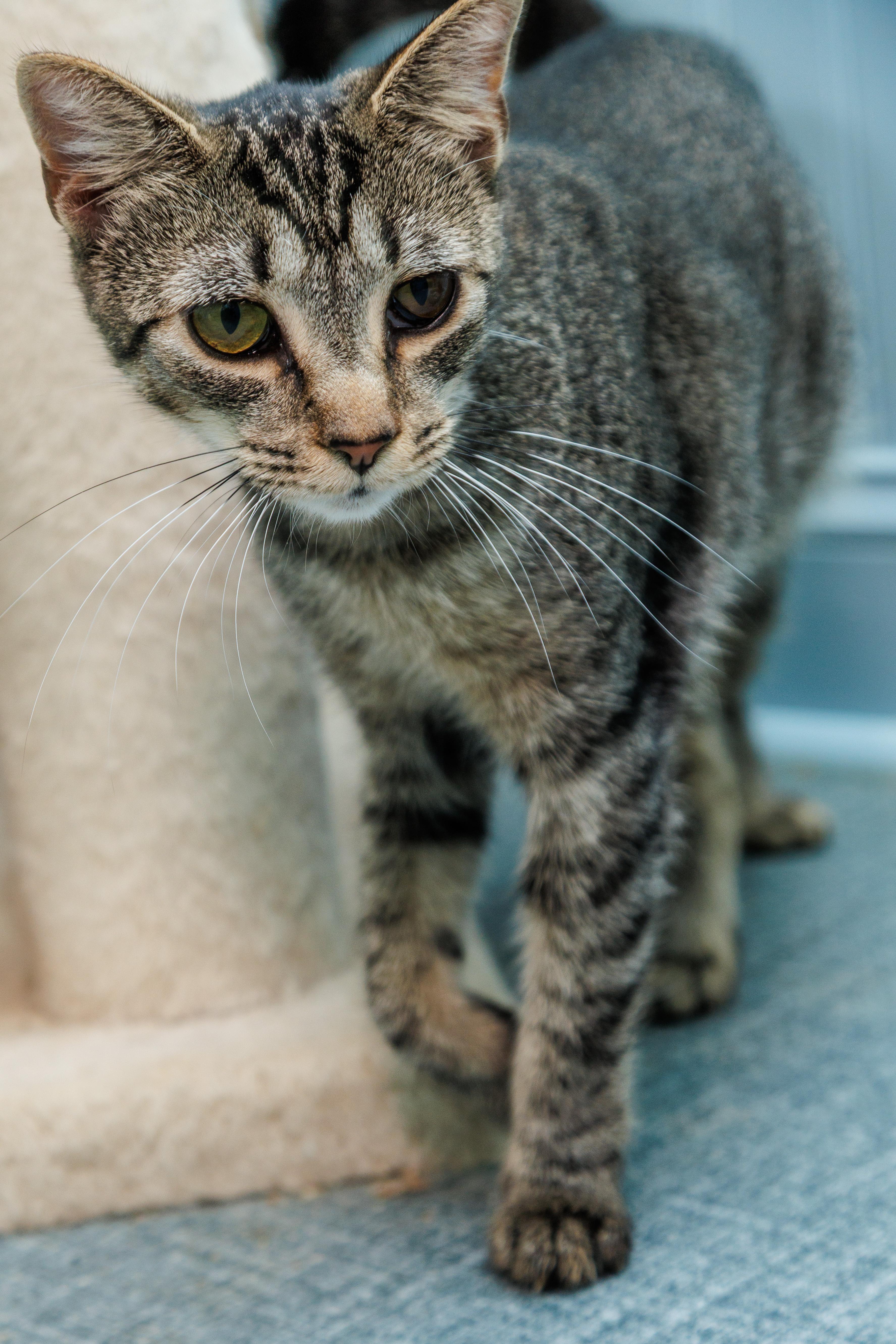 A young medium-sized female Tabby (Brown / Chocolate) Domestic Short Hair cat named Ducky for adoption in Chester Springs, PA
