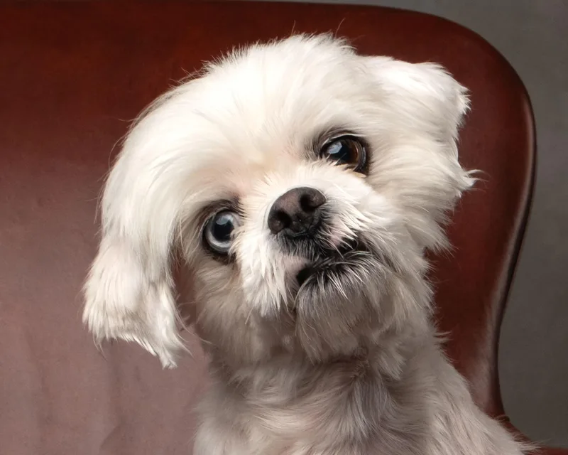 An adult small-sized female Shih Tzu dog named Misty for adoption in Aiken, SC