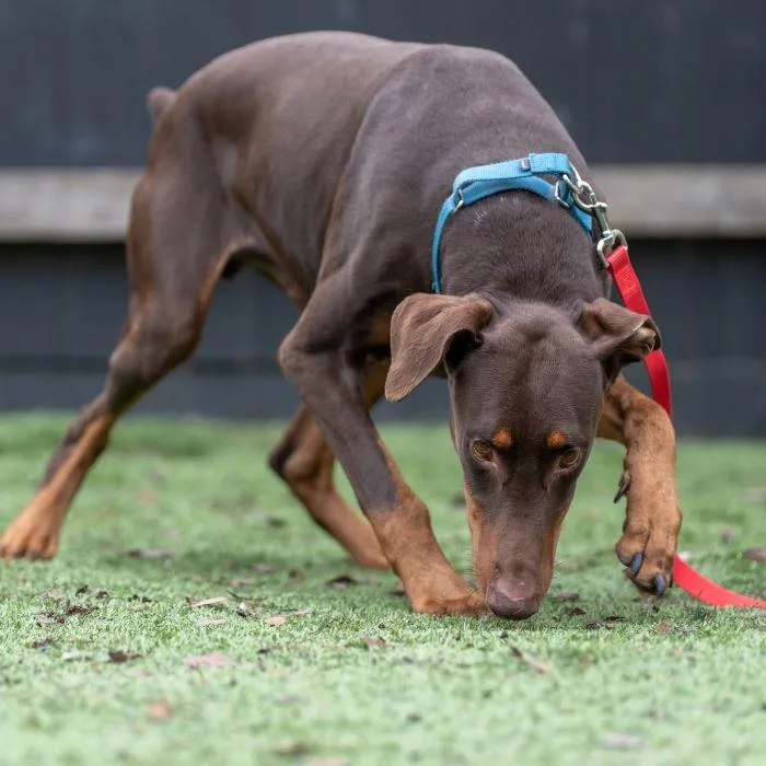 Nicholas thumbnail 2