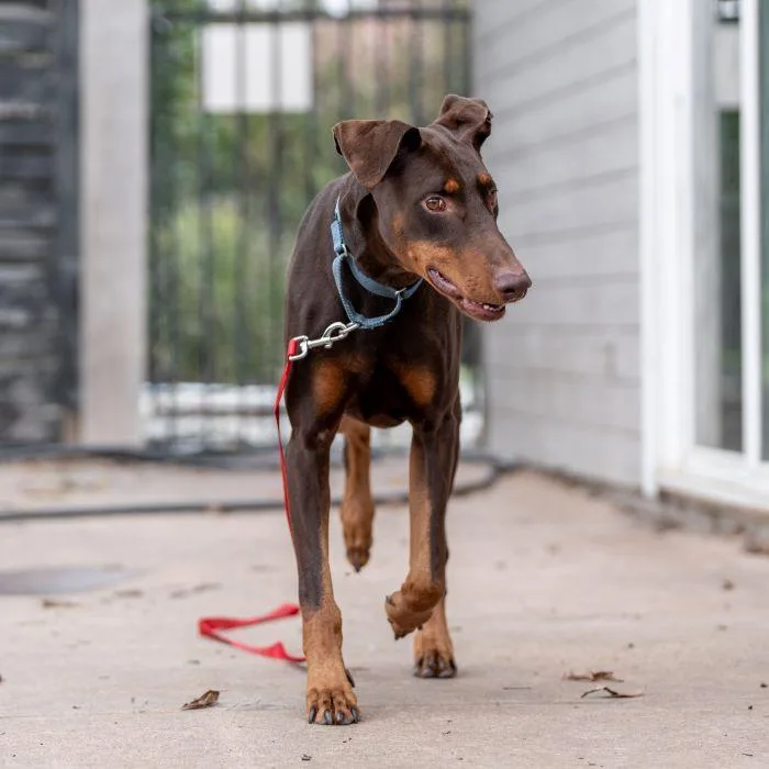 Nicholas thumbnail 4