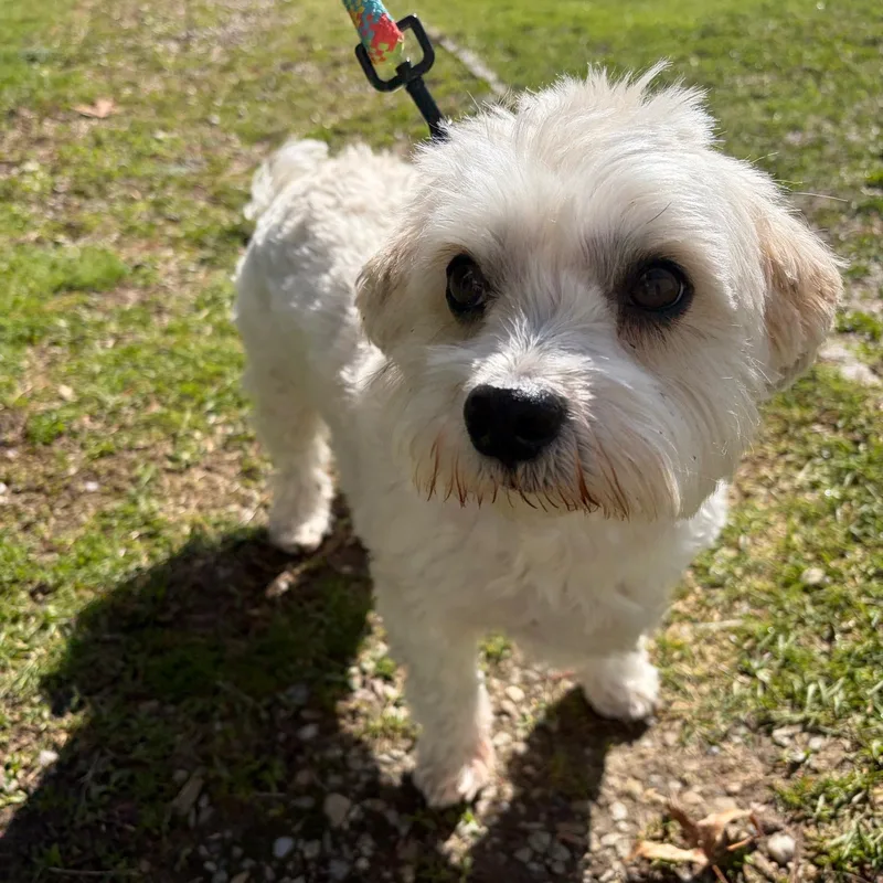 An adult small-sized male Yellow / Tan / Blond / Fawn Havanese dog named Jack for adoption in Scituate, MA
