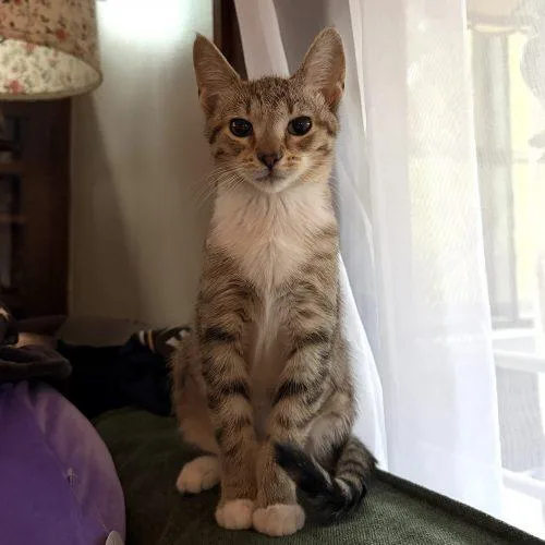 A baby small-sized female Tabby (Brown / Chocolate) Domestic Short Hair cat named Trixie for adoption in Fishers, IN