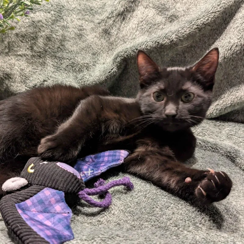 A baby small-sized male Black Domestic Short Hair cat named Salem for adoption in Medina, OH