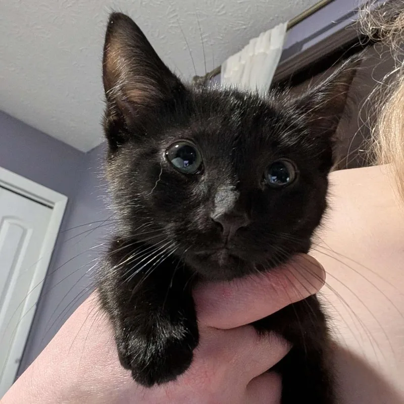 Salem thumbnail 2