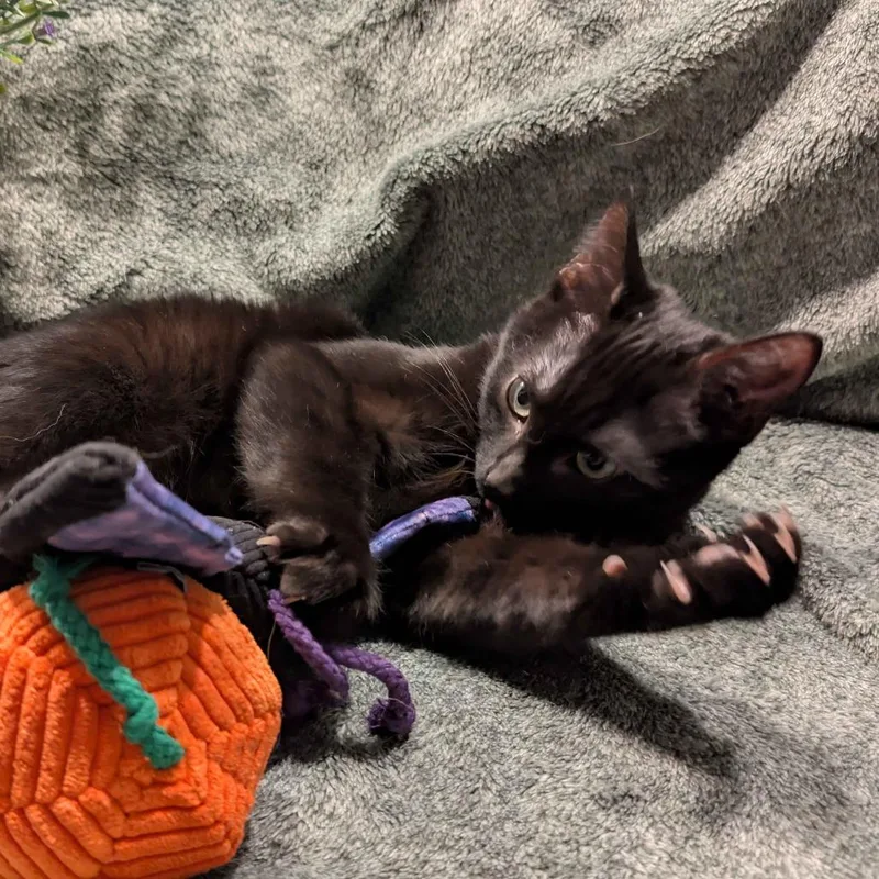 Salem thumbnail 3