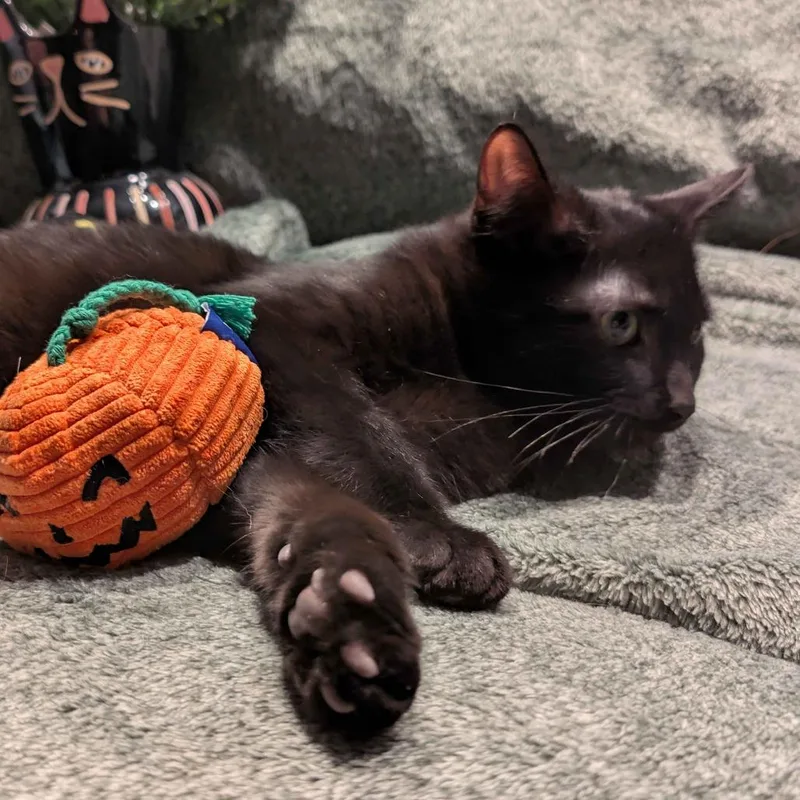 Salem thumbnail 4