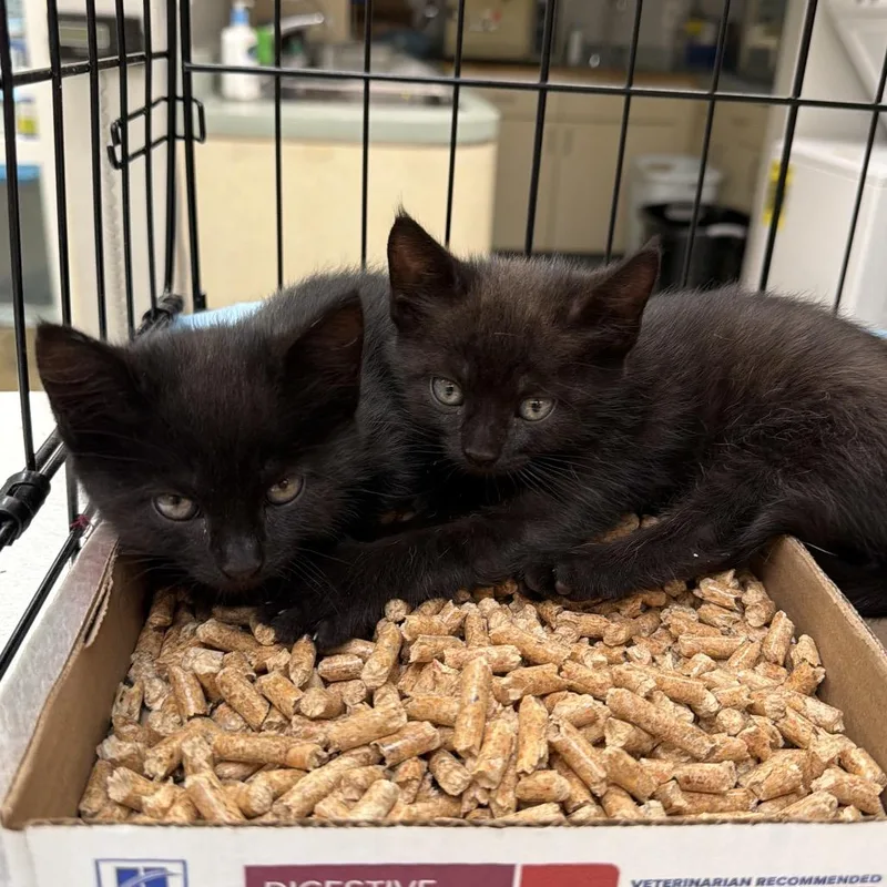 A baby small-sized female Black Domestic Short Hair cat named Wasabi for adoption in Westminster, CA
