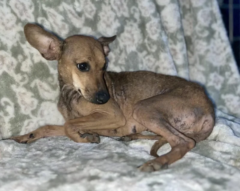 Enchilada thumbnail 2