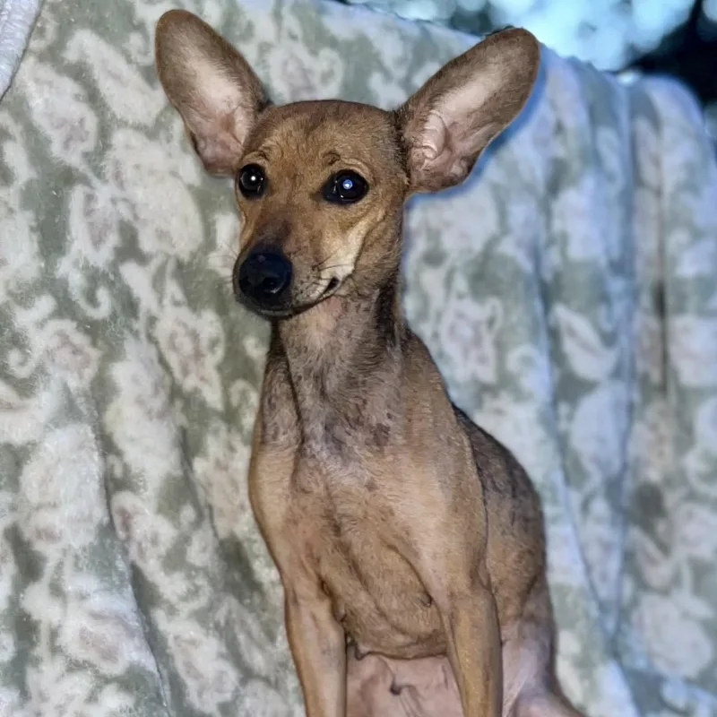 Enchilada thumbnail 3