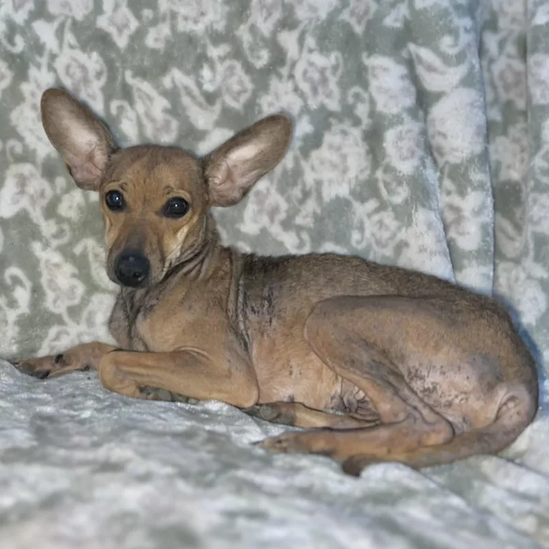 Enchilada thumbnail 4