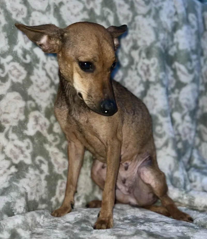 Enchilada thumbnail 5