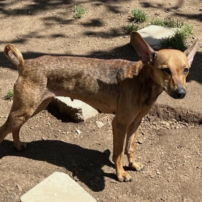 Enchilada thumbnail 6