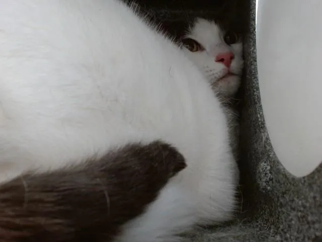 A senior small-sized female Domestic Short Hair cat named Nala for adoption in Orlando, FL