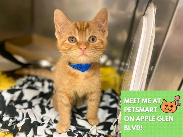 A baby small-sized male Domestic Short Hair cat named Fluffy for adoption in Fort Wayne, IN