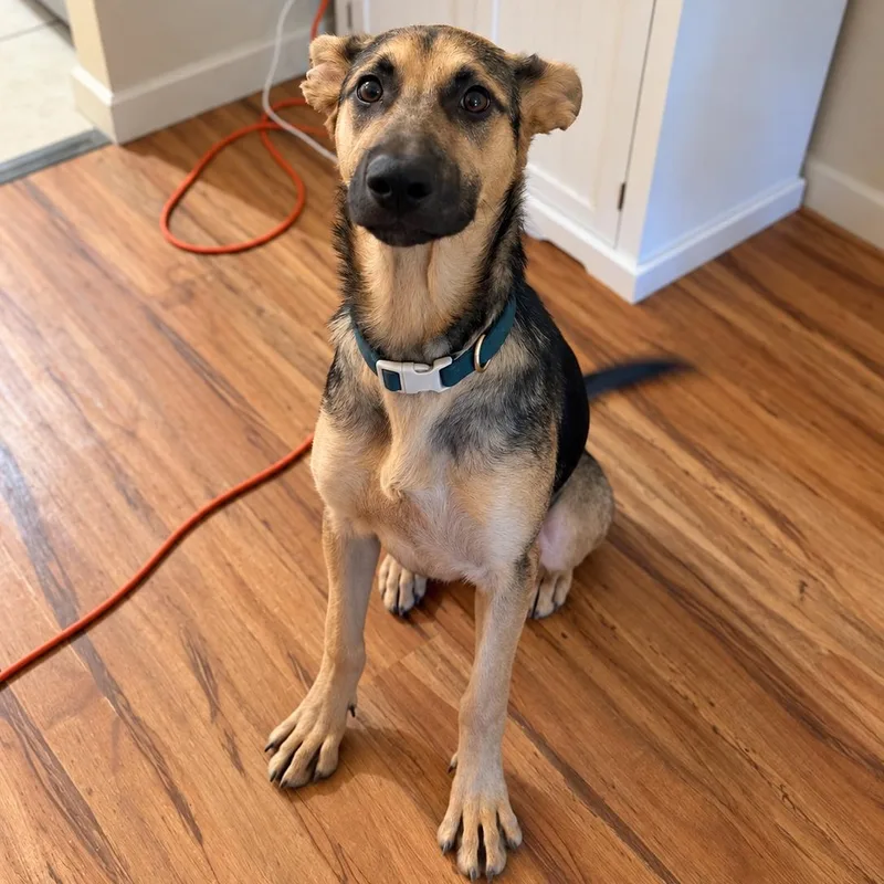 A baby medium-sized female German Shepherd Dog dog named Jade for adoption in Lodi, CA