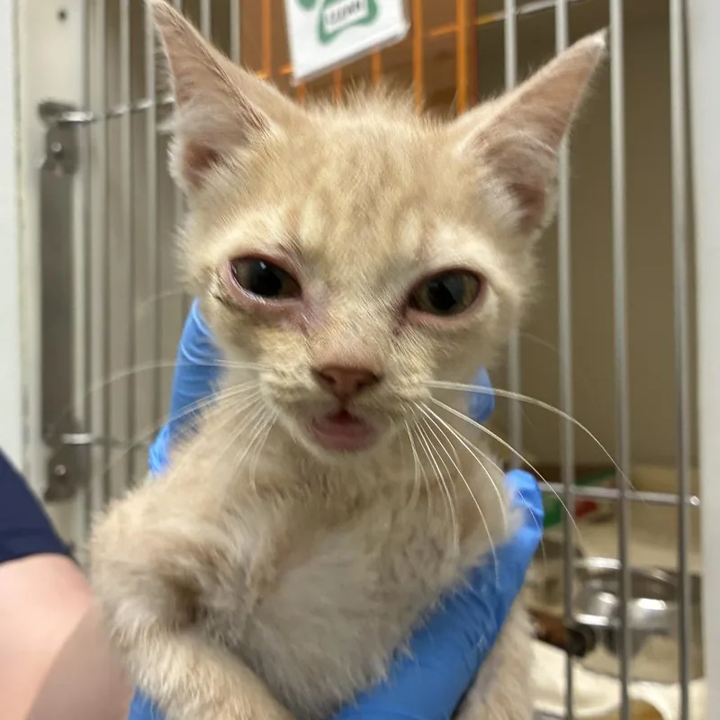 A baby small-sized male Orange / Red Domestic Short Hair cat named 71674 for adoption in Harrisonburg, VA